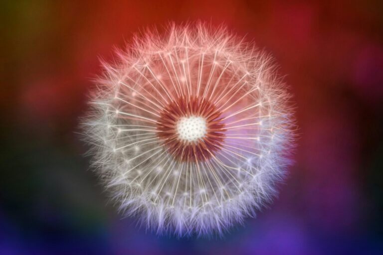 Image of a dandelion representing uncertainty for young adults in Ohio