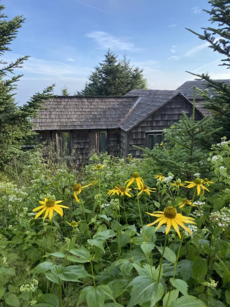 Rustic cabin nestled among wildflowers and pine trees, offering a peaceful setting for nature therapy.