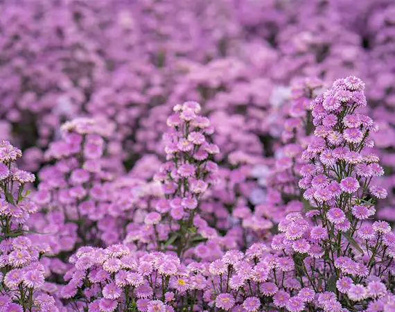 Field of soft purple flowers in bloom, evoking a sense of calm and tranquility.