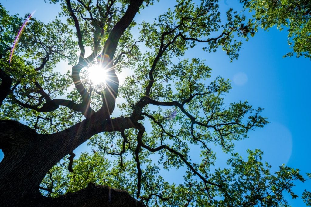Looking up at stretching limbs of Old Live Oak Tree in Austin , TX Central Texas Looking straight up at Spreading Branches and Vine like Pattern with sun burst sunshine direct sun symbolizing discovering mental wellness and emotional wellbeing through therapy in Ohio